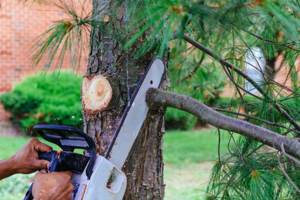 Trusted Willard, UT Tree Care  Experts